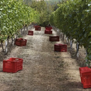 Araldica Cascina Nuova Barbera Nizza Docg 2020