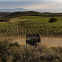 Argentiera Bolgheri Villa Donoratico DOC 2020 Magnum