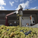 Belisario Lacrima Di Morro D'Alba DOC 2024