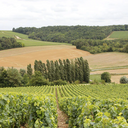 Champagne Coessens Pinot Maniacs Les Riceys Brut