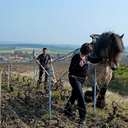 Champagne Francis Boulard et Fille Blanc de Blancs Vieilles Vignes