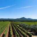 Di Vaira Rapè Viognier 2023
