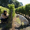 Domaine Jacky Marteau Touraine Sauvignon Loira Aoc 2024