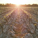 Domaine Jacky Marteau Touraine Sauvignon Loira Aoc 2024