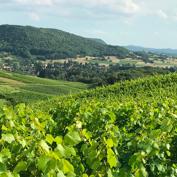 DOMAINE DES CARLINES - foto 1