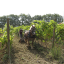 Maligni Trebbiano Gigli Terre di Chieti IGT