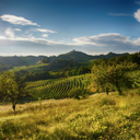 Santa Seraffa Gavi del Comune di Gavi DOCG 2025