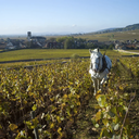 Borgogna Clos du Moulin aux Moines Pinot Noir Auxey-Duresses Clos du Moulin aux Moines Monopole 2020