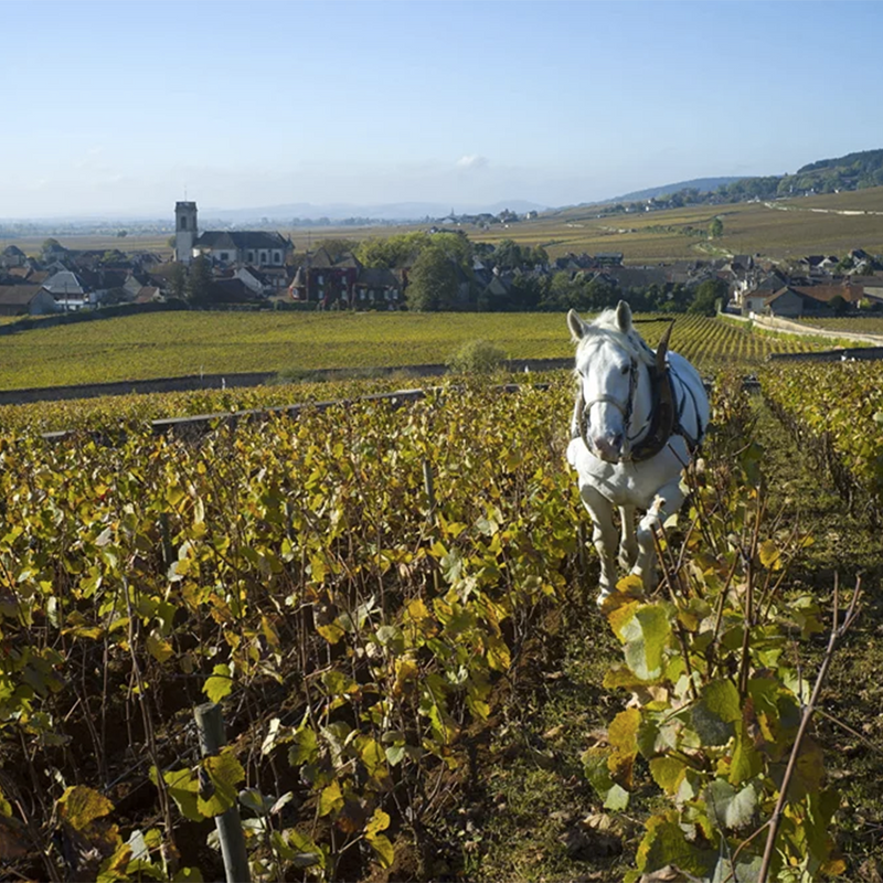 CLOS DU MOULIN AUX MOINES - foto 4